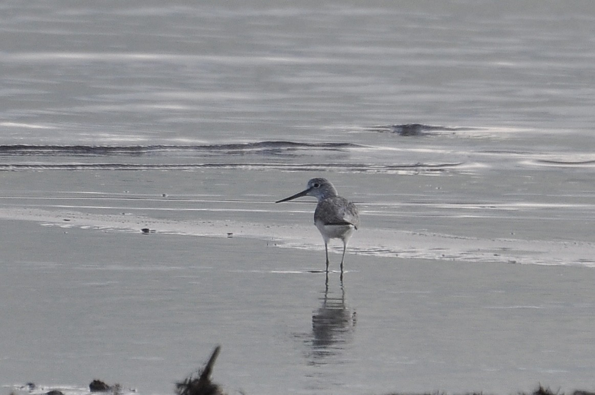 Коловодник великий - ML646836707