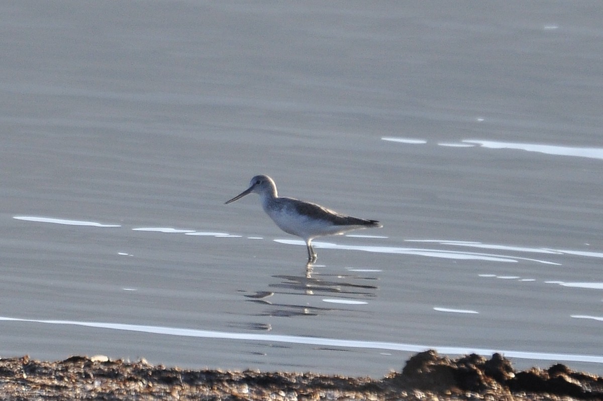 Коловодник великий - ML646836708