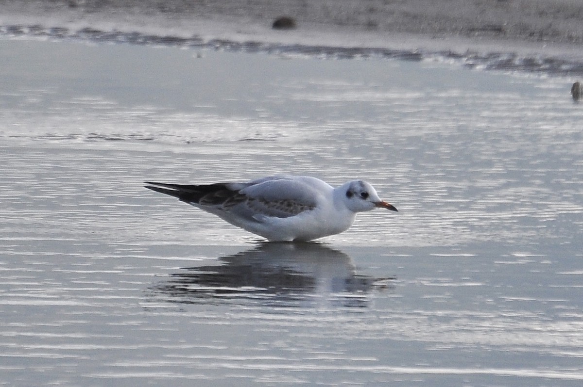 Мартин звичайний - ML646836709