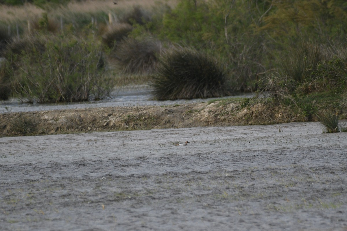 白眉鴨 - ML646836711