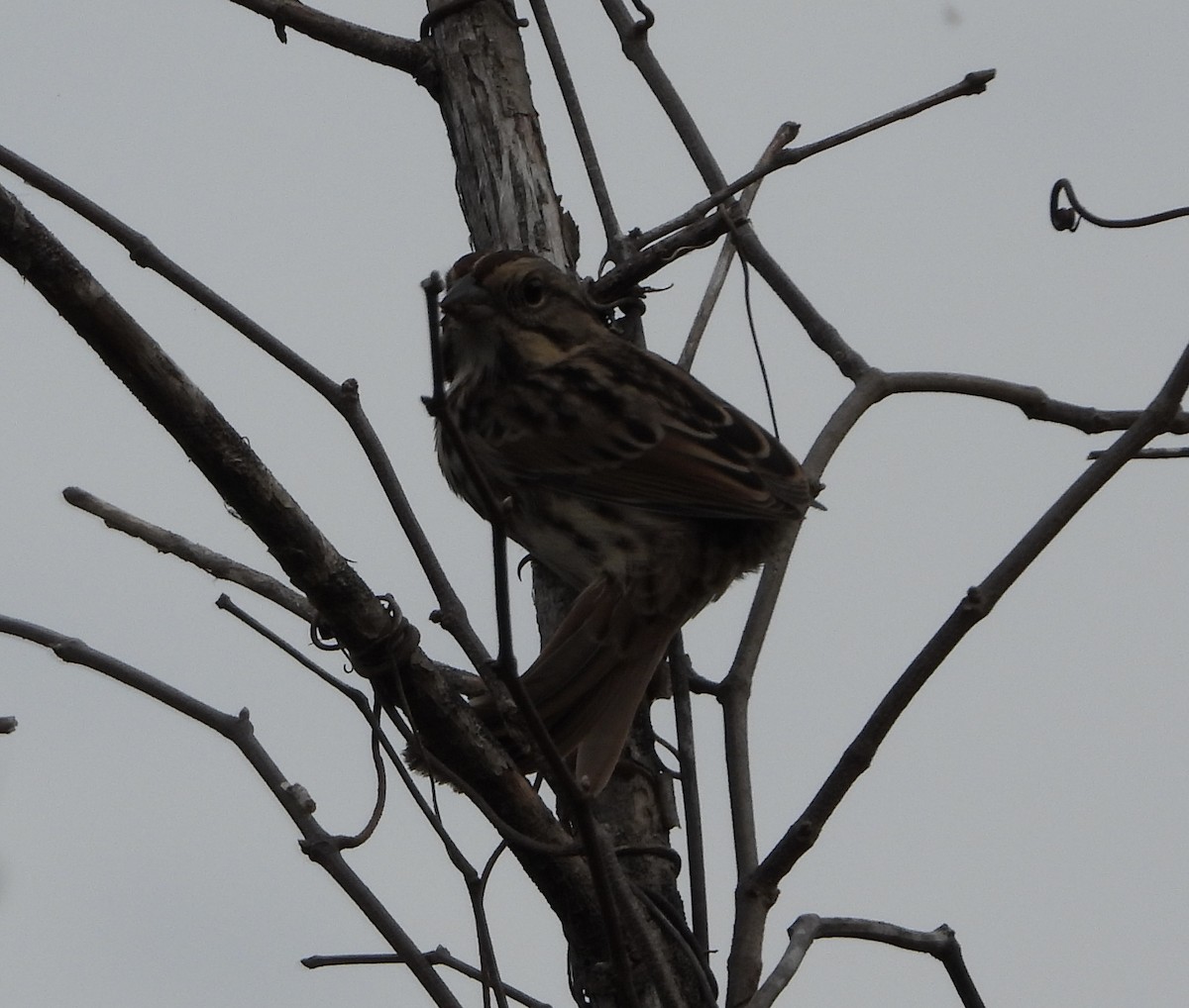 Singammer - ML646836716