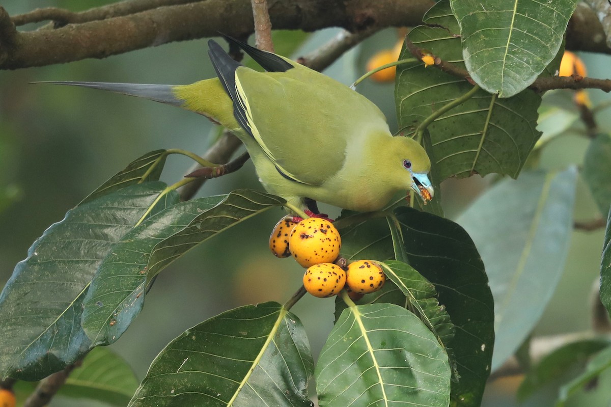 Pin-tailed Green-Pigeon - ML646836719