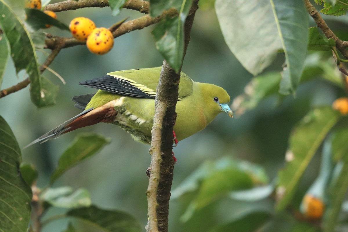 Pin-tailed Green-Pigeon - ML646836720