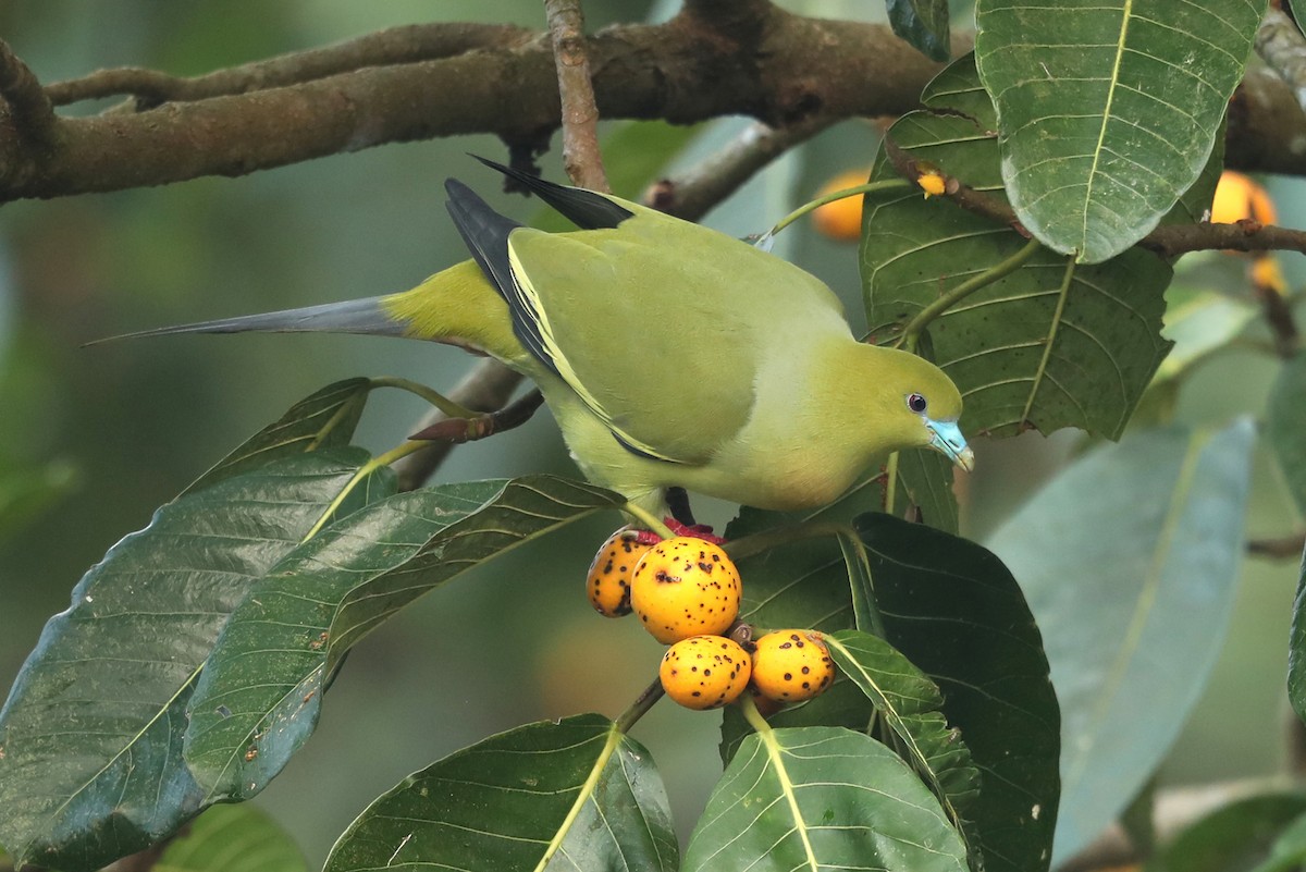 Pin-tailed Green-Pigeon - ML646836721