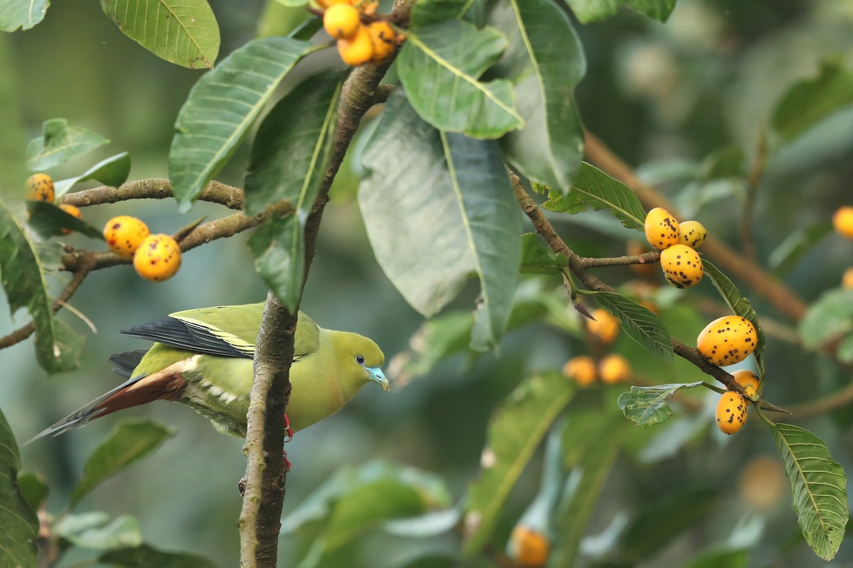 Pin-tailed Green-Pigeon - ML646836722