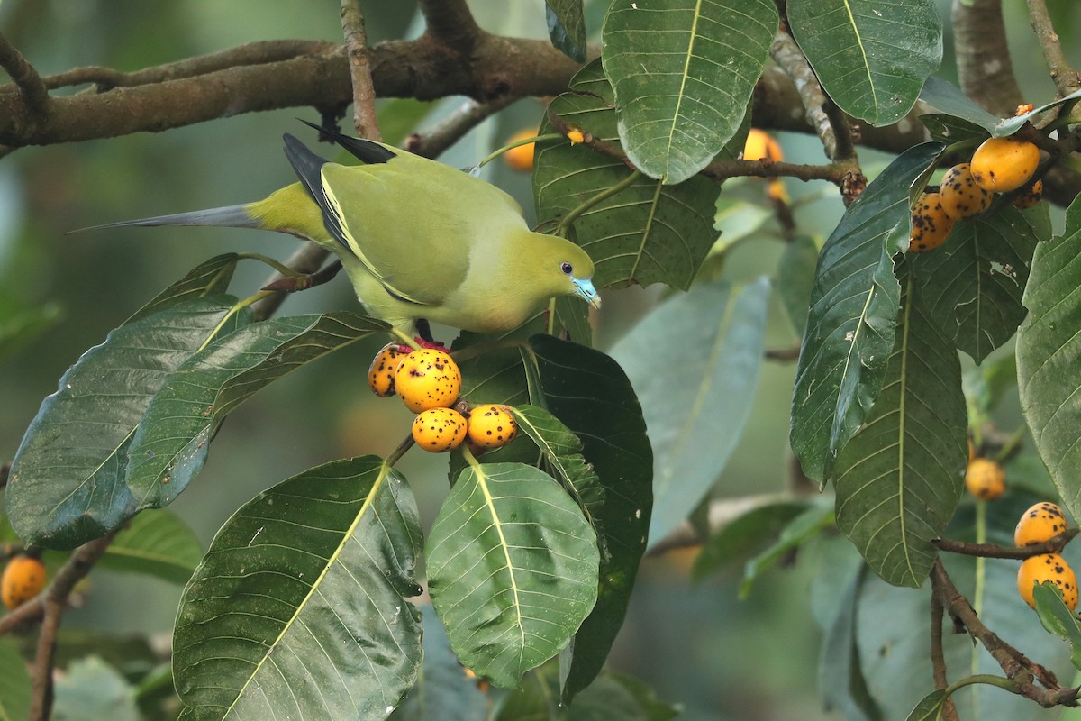 Pin-tailed Green-Pigeon - ML646836723