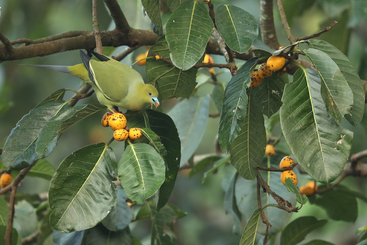 Pin-tailed Green-Pigeon - ML646836724
