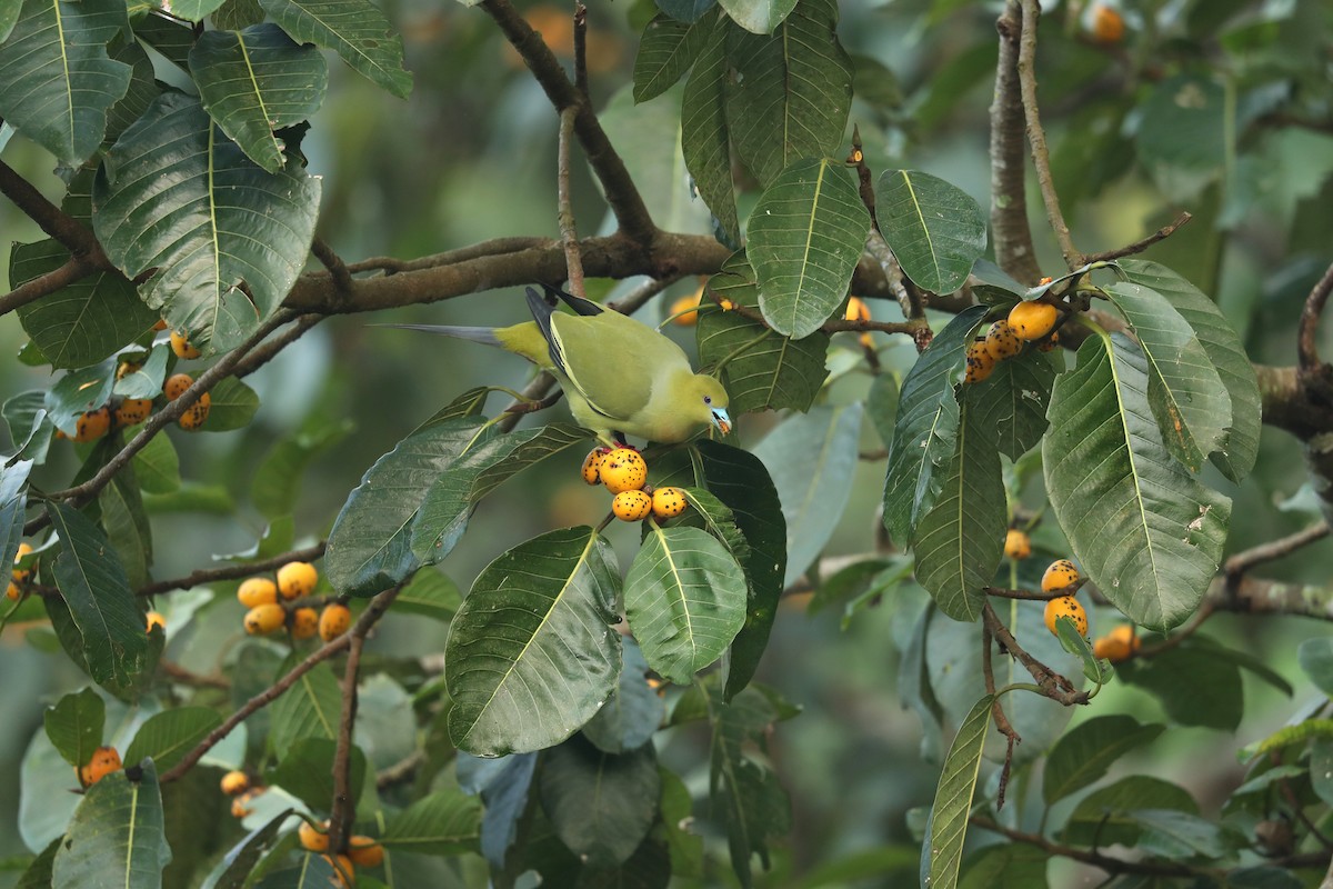 Pin-tailed Green-Pigeon - ML646836725