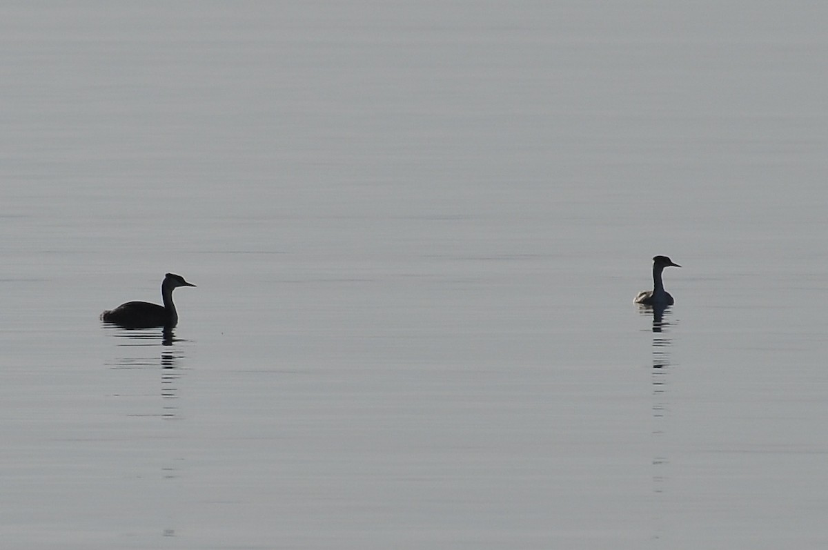 Пірникоза велика - ML646836726