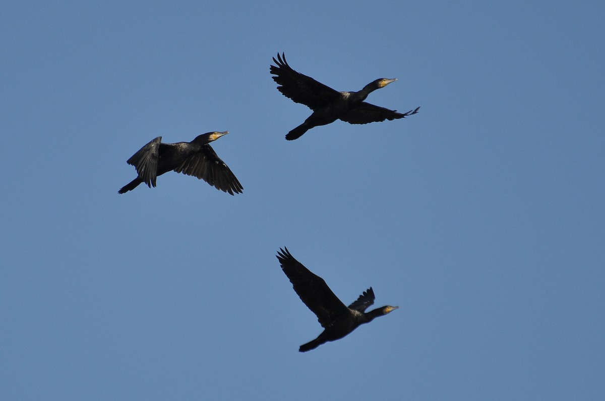 Баклан великий - ML646836731