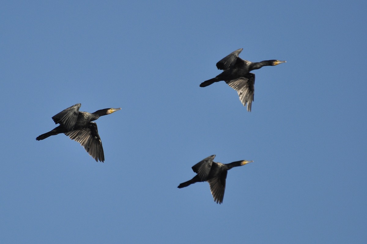 Баклан великий - ML646836732