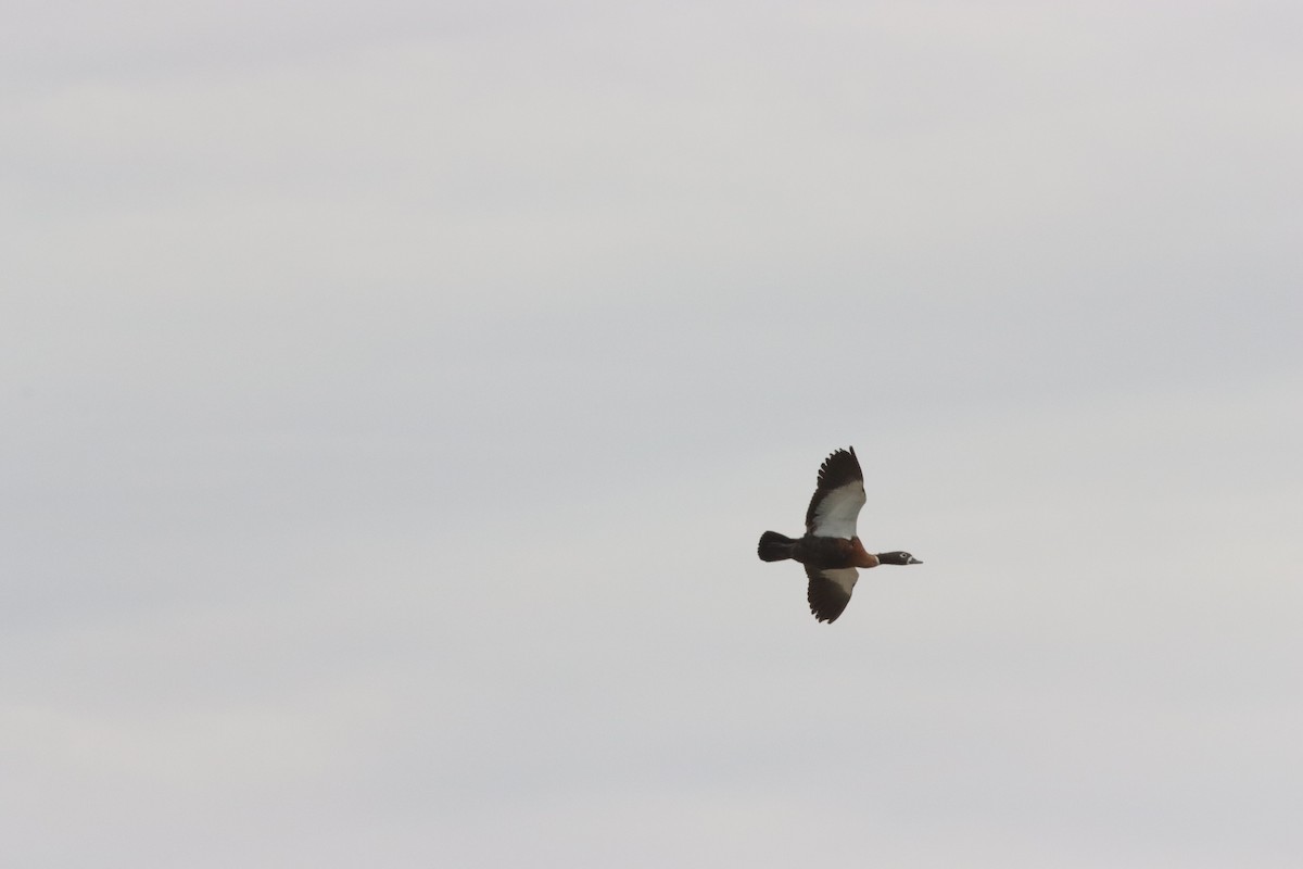 Австралийский огарь - ML646836733