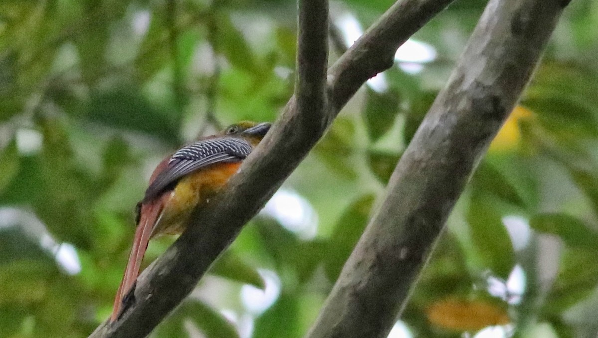 Turuncu Göğüslü Trogon - ML646836735