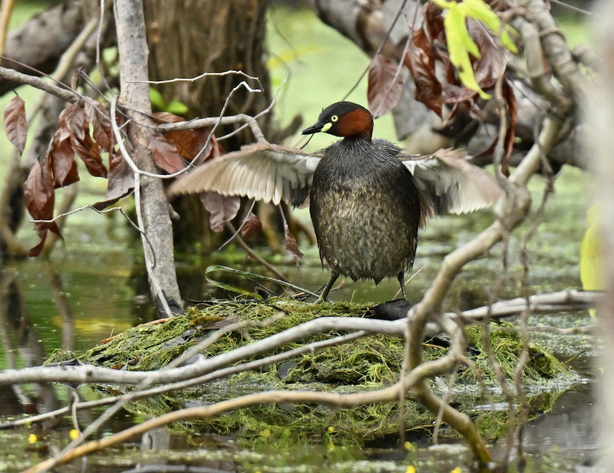 טבלן גמדי - ML646836738