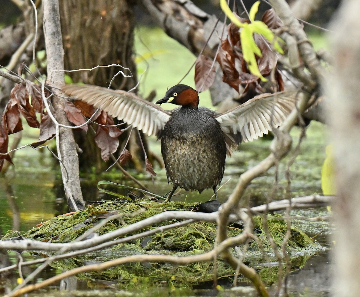 טבלן גמדי - ML646836739