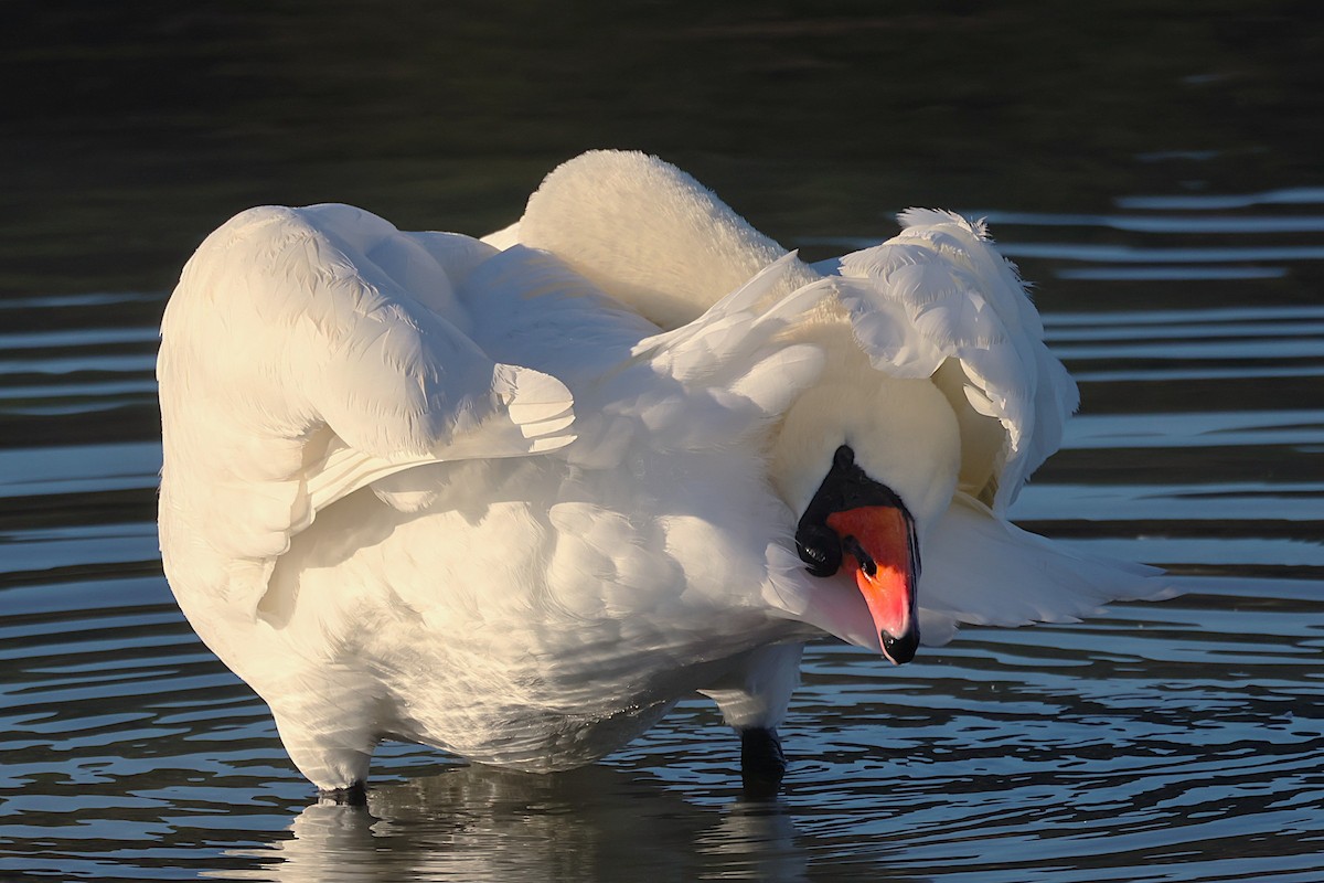 Лебедь-шипун - ML646836745