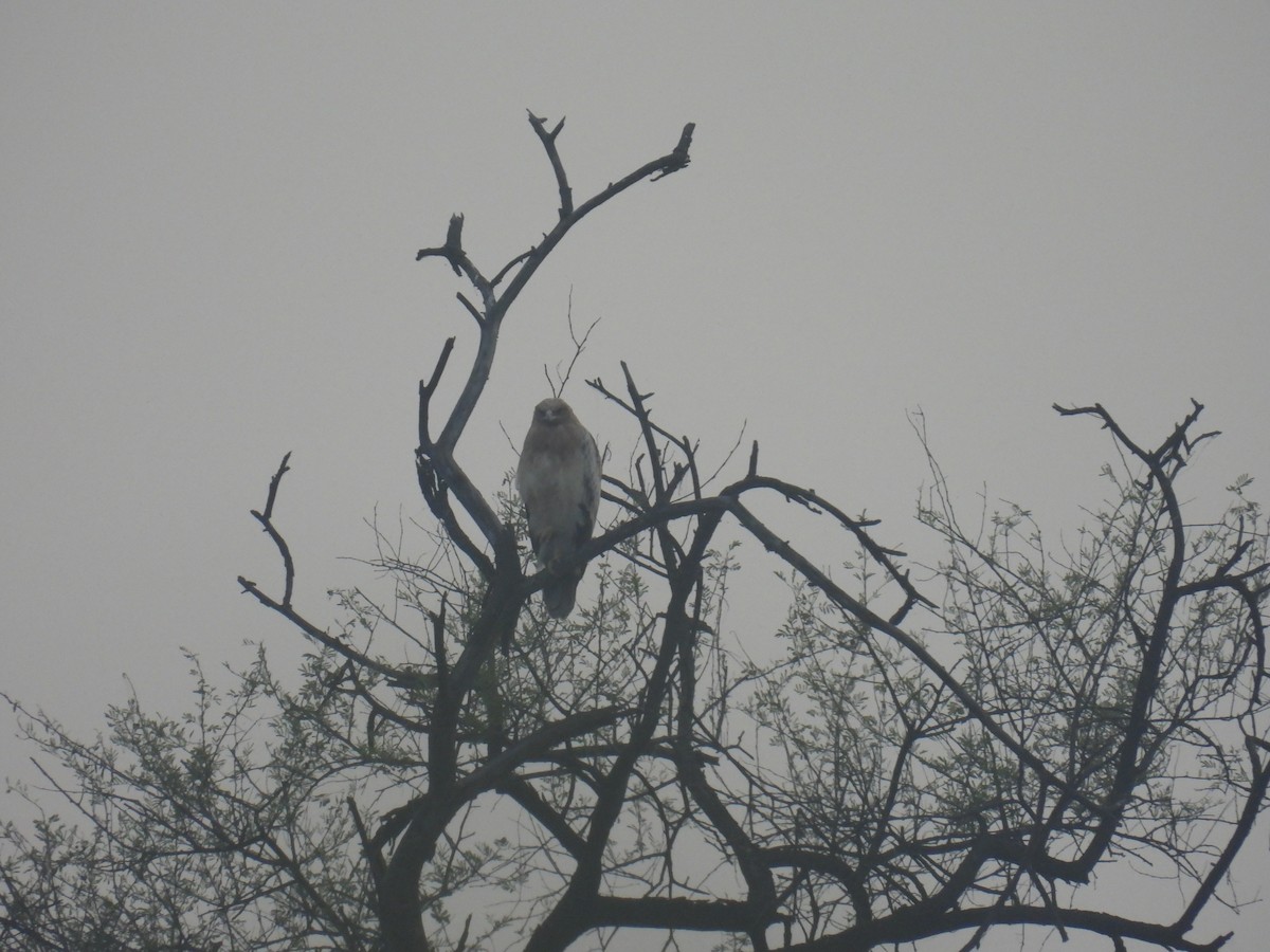 カラフトワシ - ML646836748