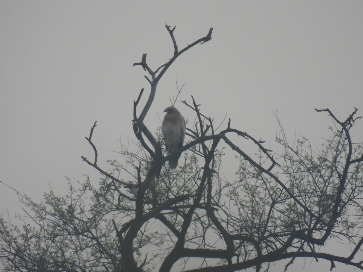 カラフトワシ - ML646836749