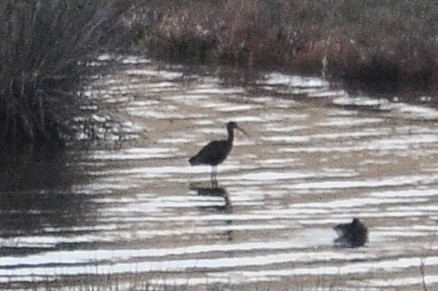 Коровайка бура - ML646836750