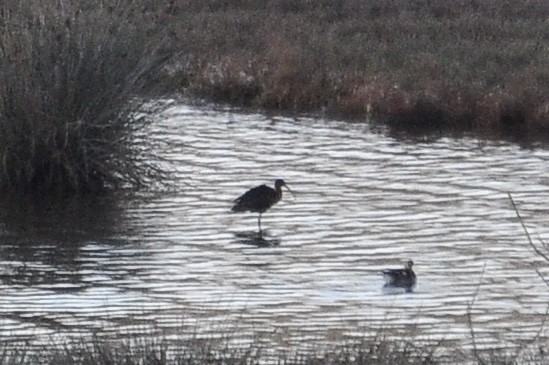 Коровайка бура - ML646836751