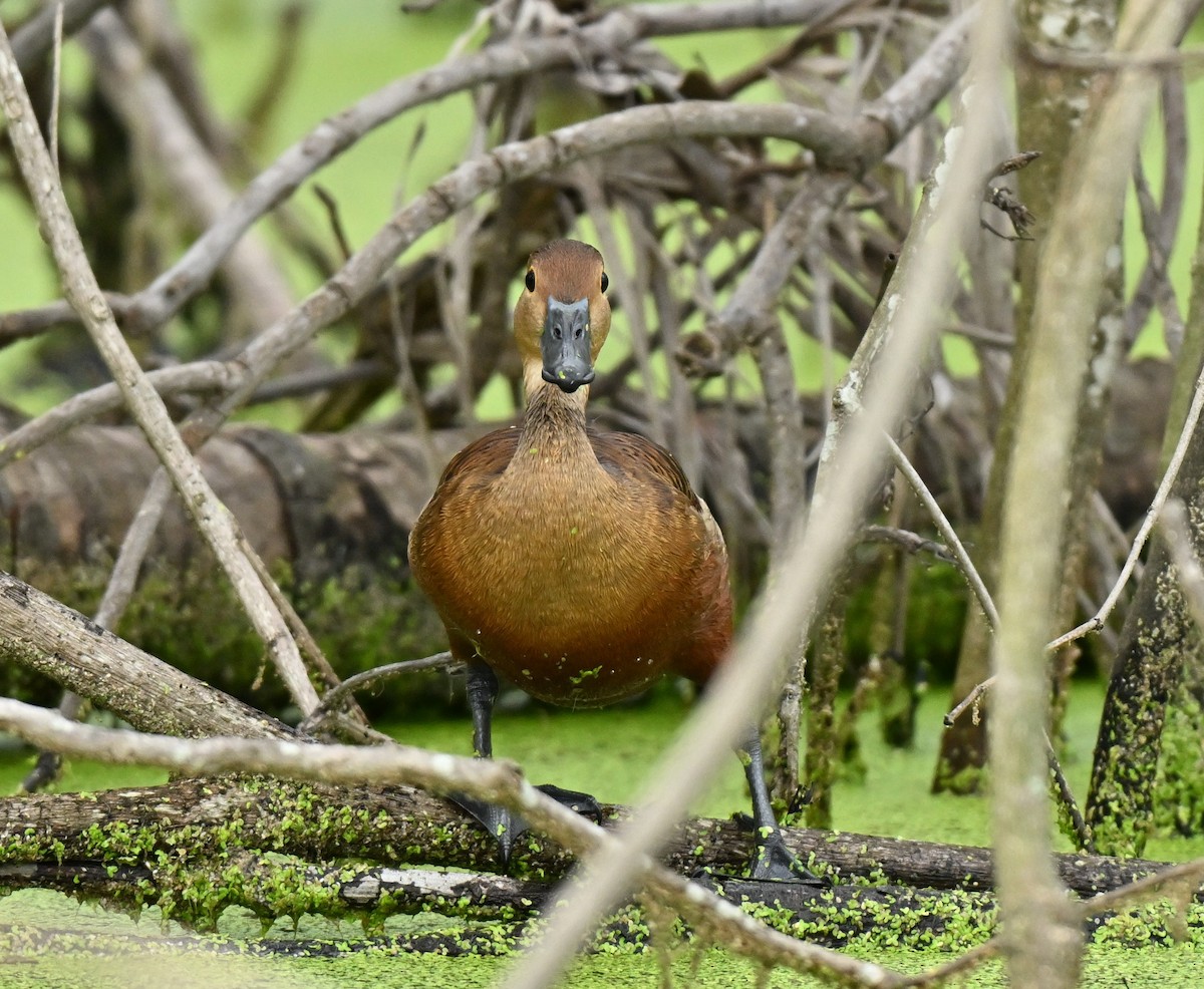 אווזון קטן - ML646836752