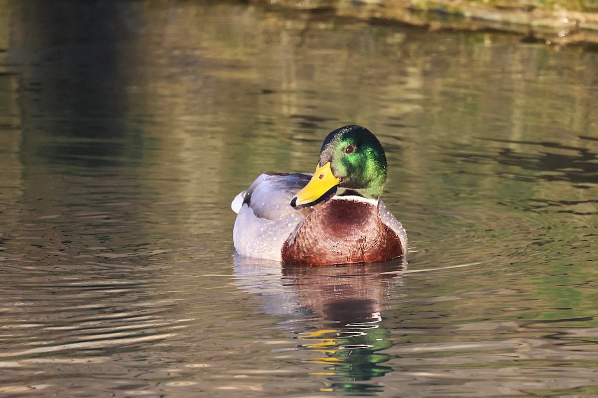 Кряква - ML646836753