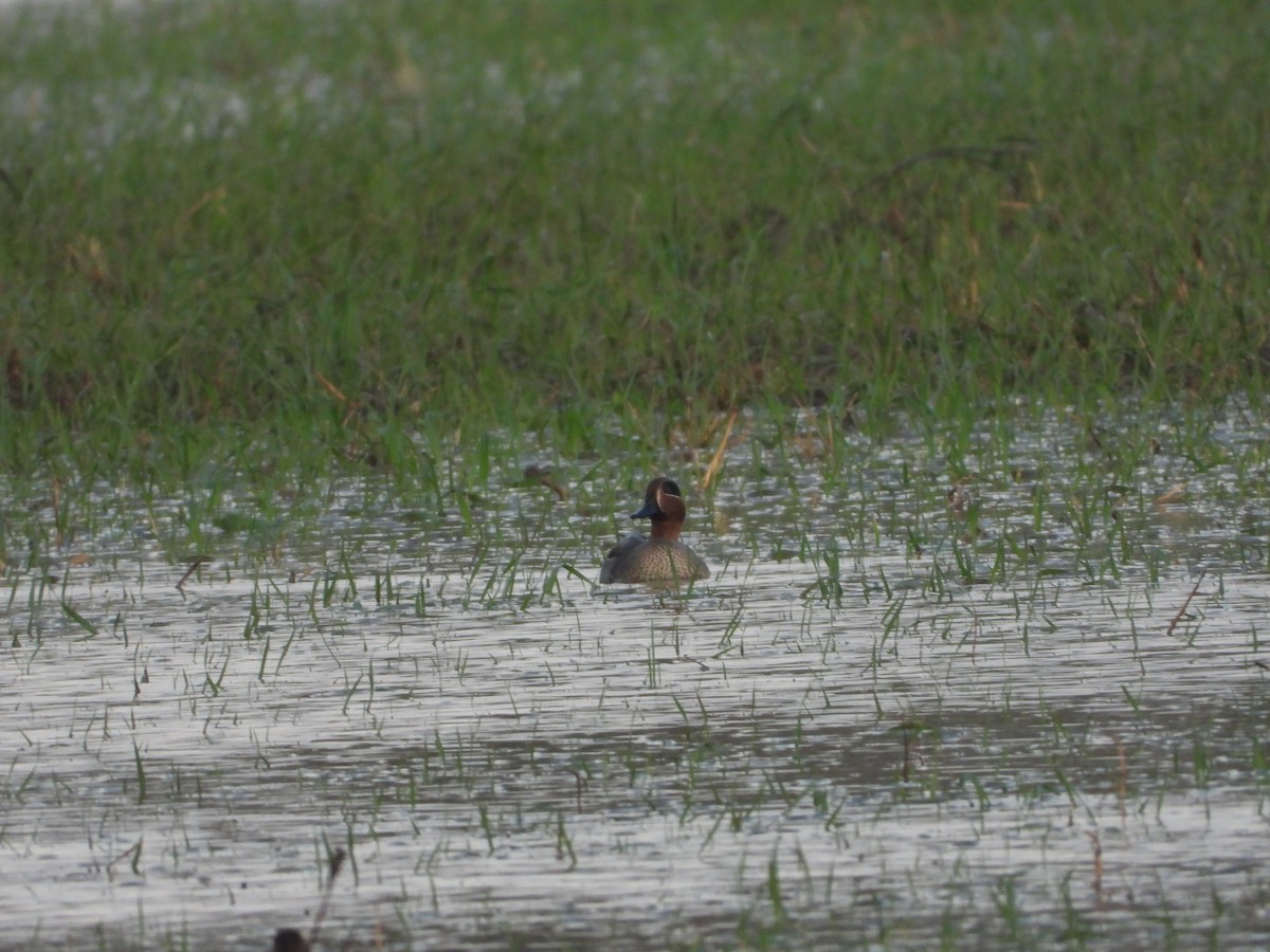 Green-winged Teal - ML646836754