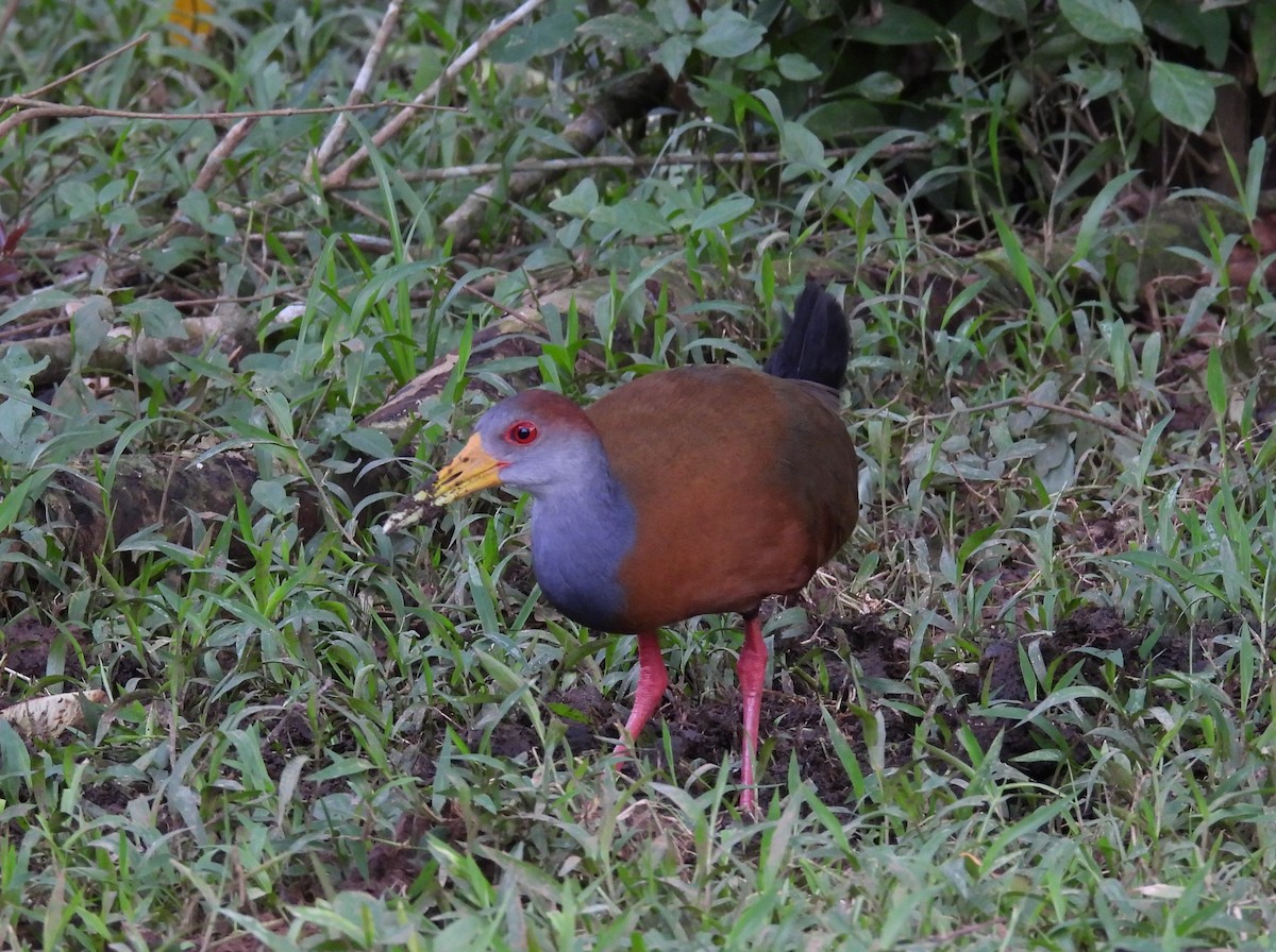 Russet-naped Wood-Rail - ML646836758