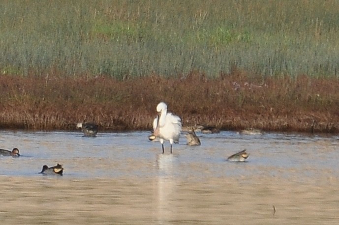Косар білий - ML646836761