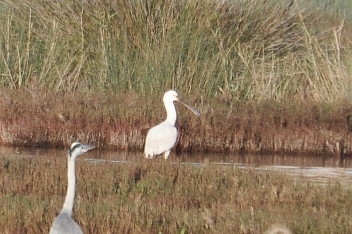 Косар білий - ML646836762