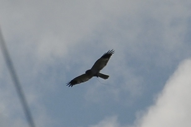 Лунь польовий - ML646836770