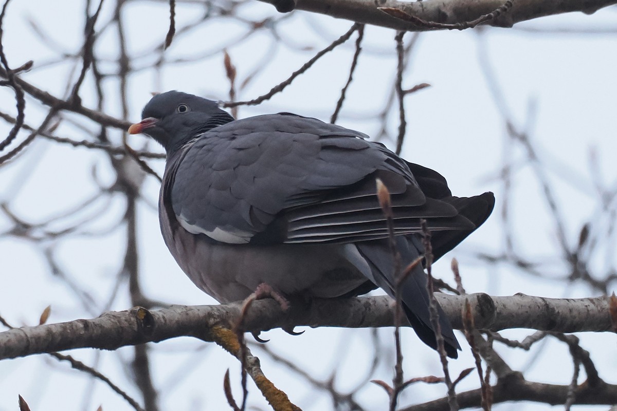 モリバト - ML646836771