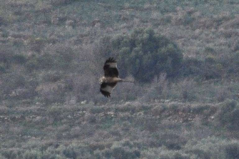 Шуліка рудий - ML646836773