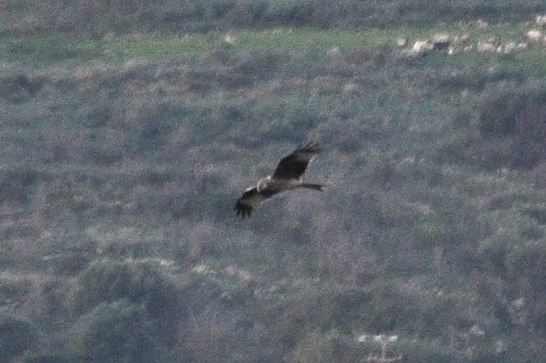 Шуліка рудий - ML646836774