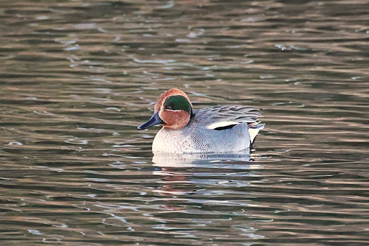 コガモ - ML646836775