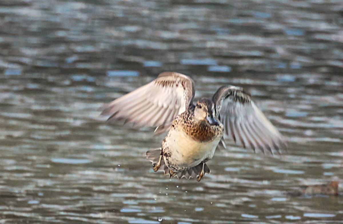 コガモ - ML646836776