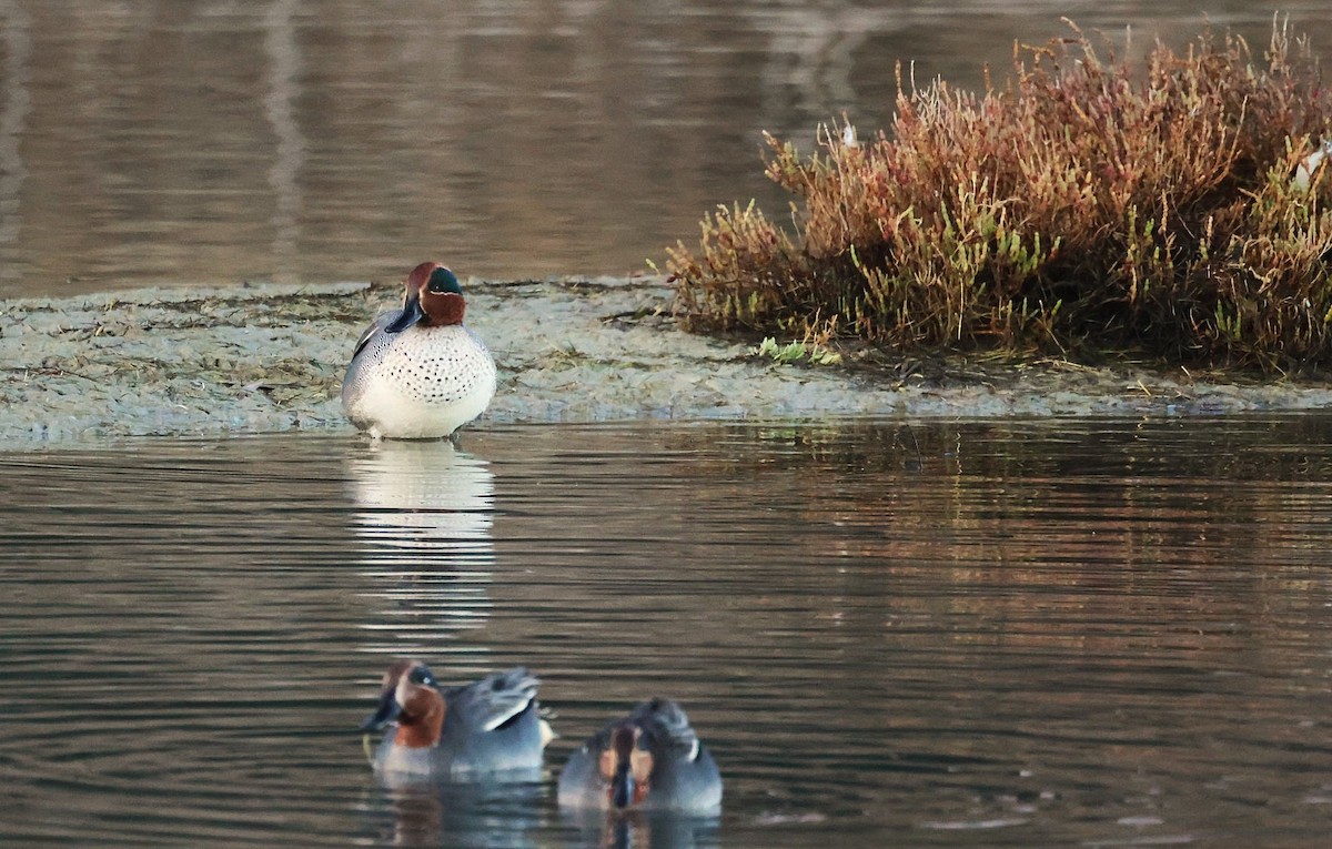 コガモ - ML646836777