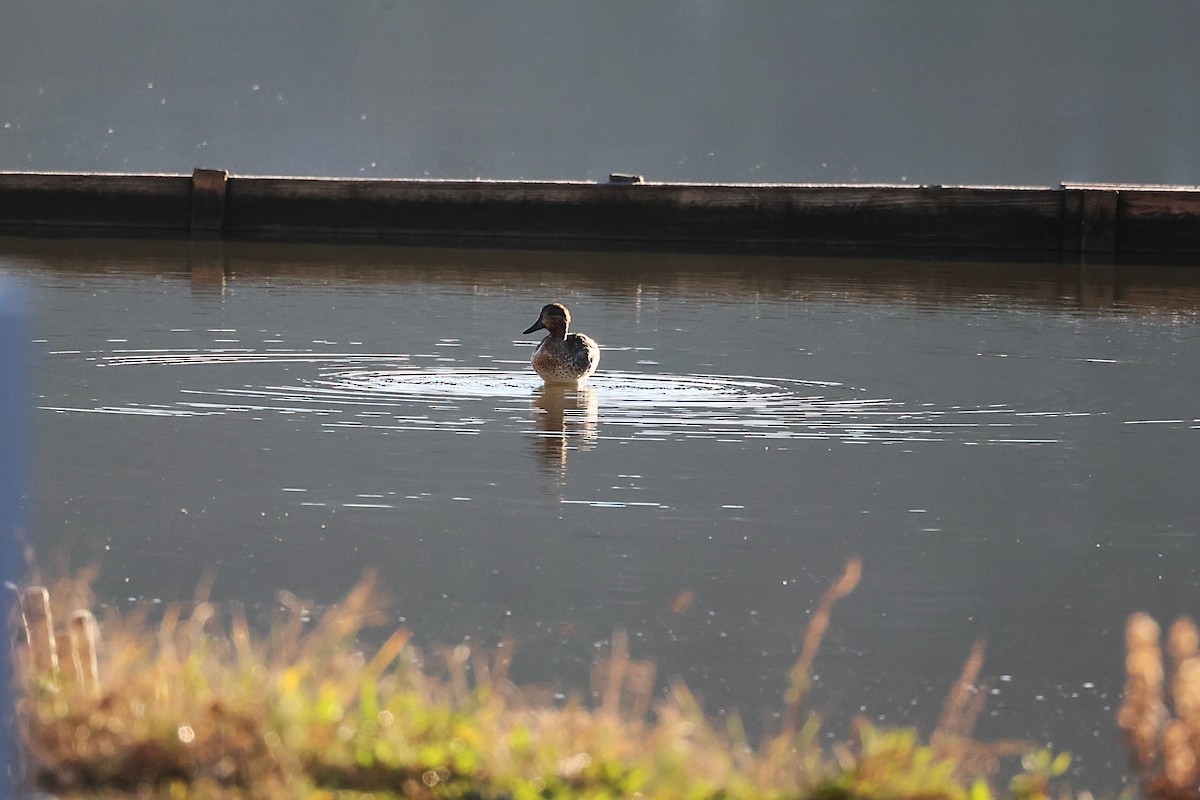 コガモ - ML646836778