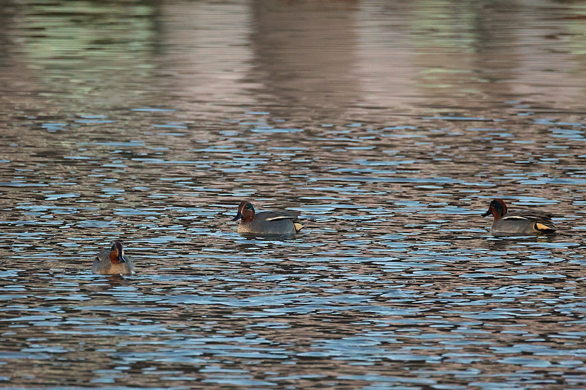 コガモ - ML646836779