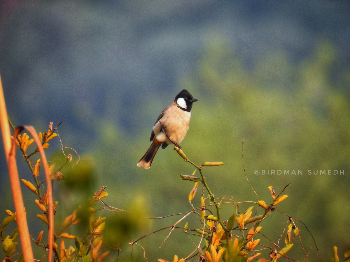 シロミミヒヨドリ - ML646836780