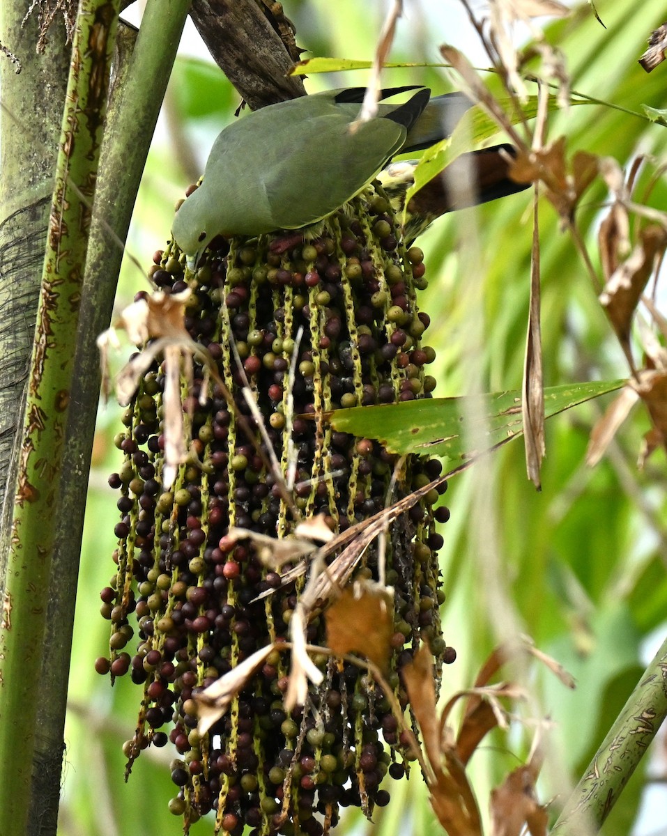 Pink-necked Green-Pigeon - ML646836781