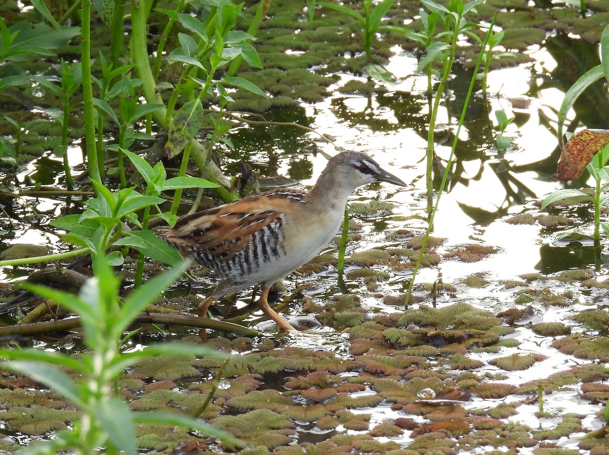 Yellow-breasted Crake - ML646836782