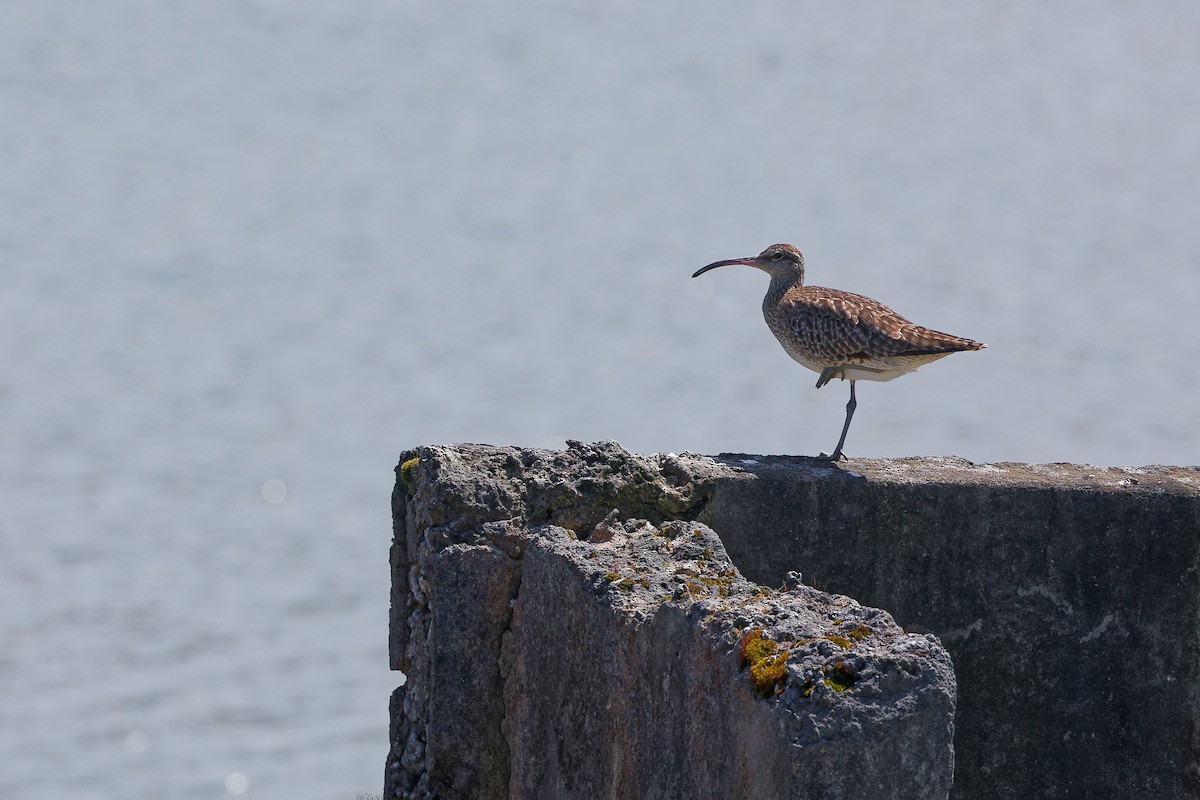 Zarapito Trinador Euroasiático - ML646836783