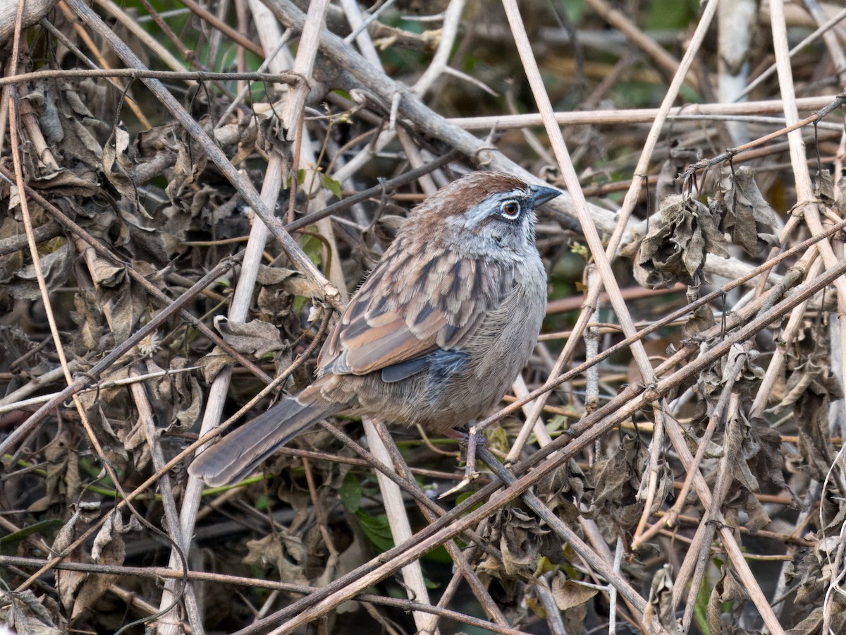 Oaxaca Sparrow - ML646836784
