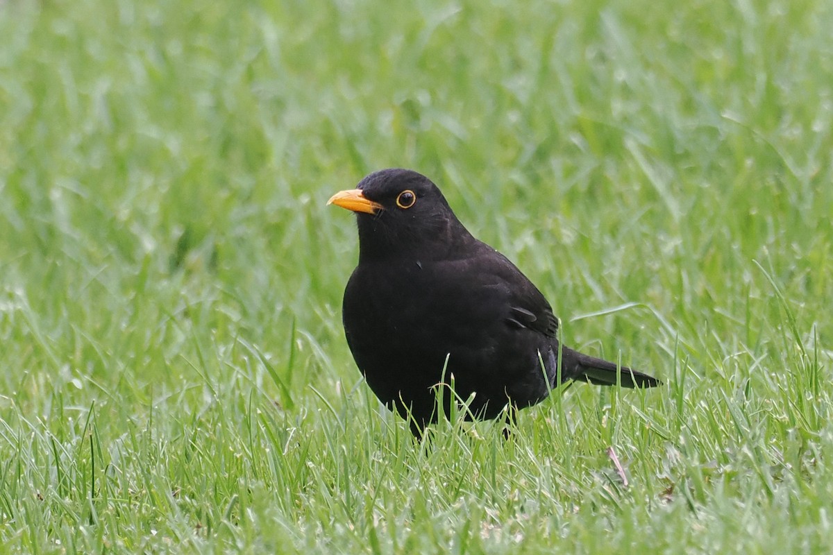 ニシクロウタドリ - ML646836785