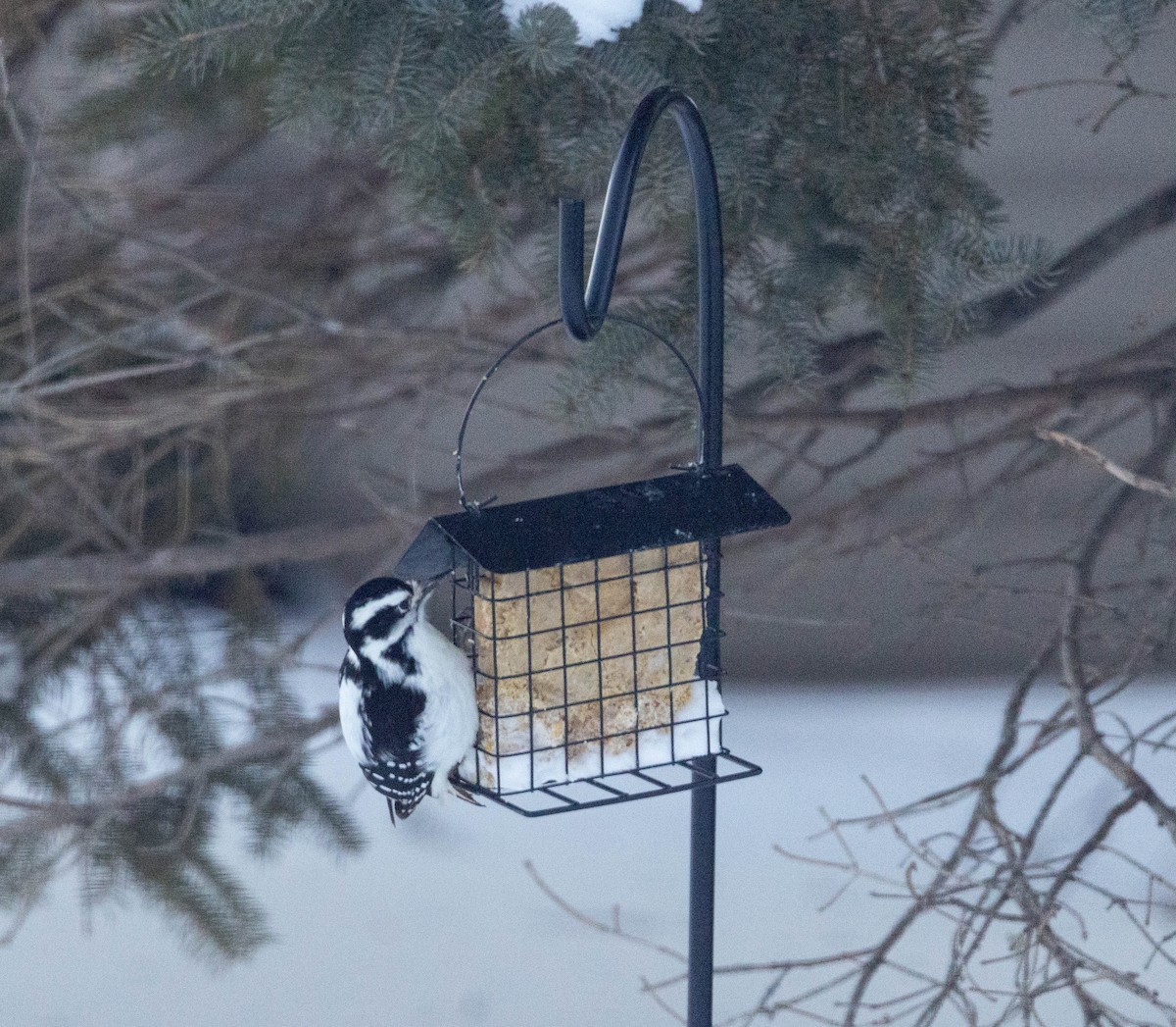 Pic chevelu - ML646836786