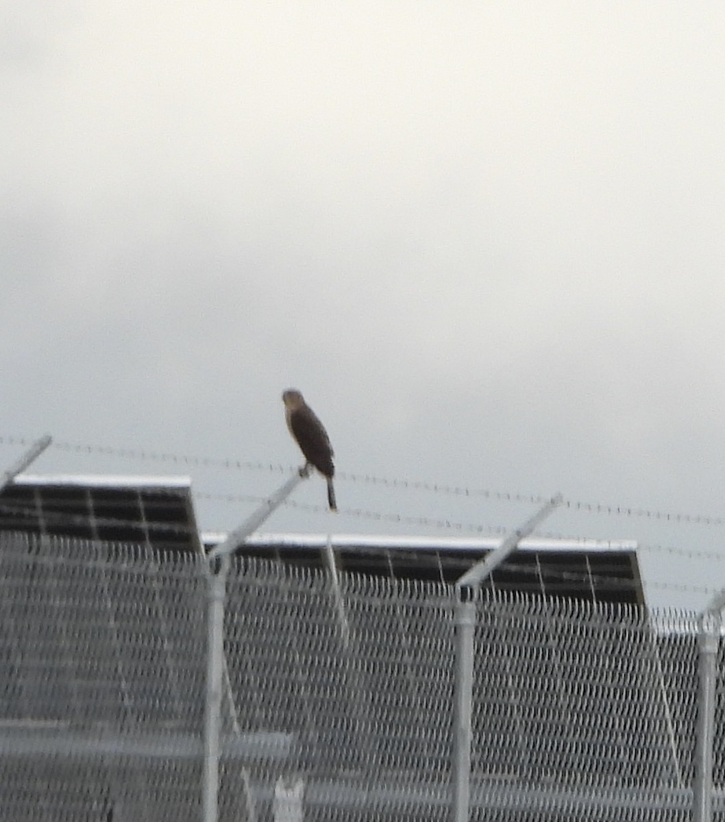 Cooper's Hawk - ML646836788