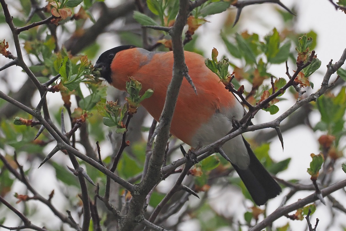 ウソ - ML646836789