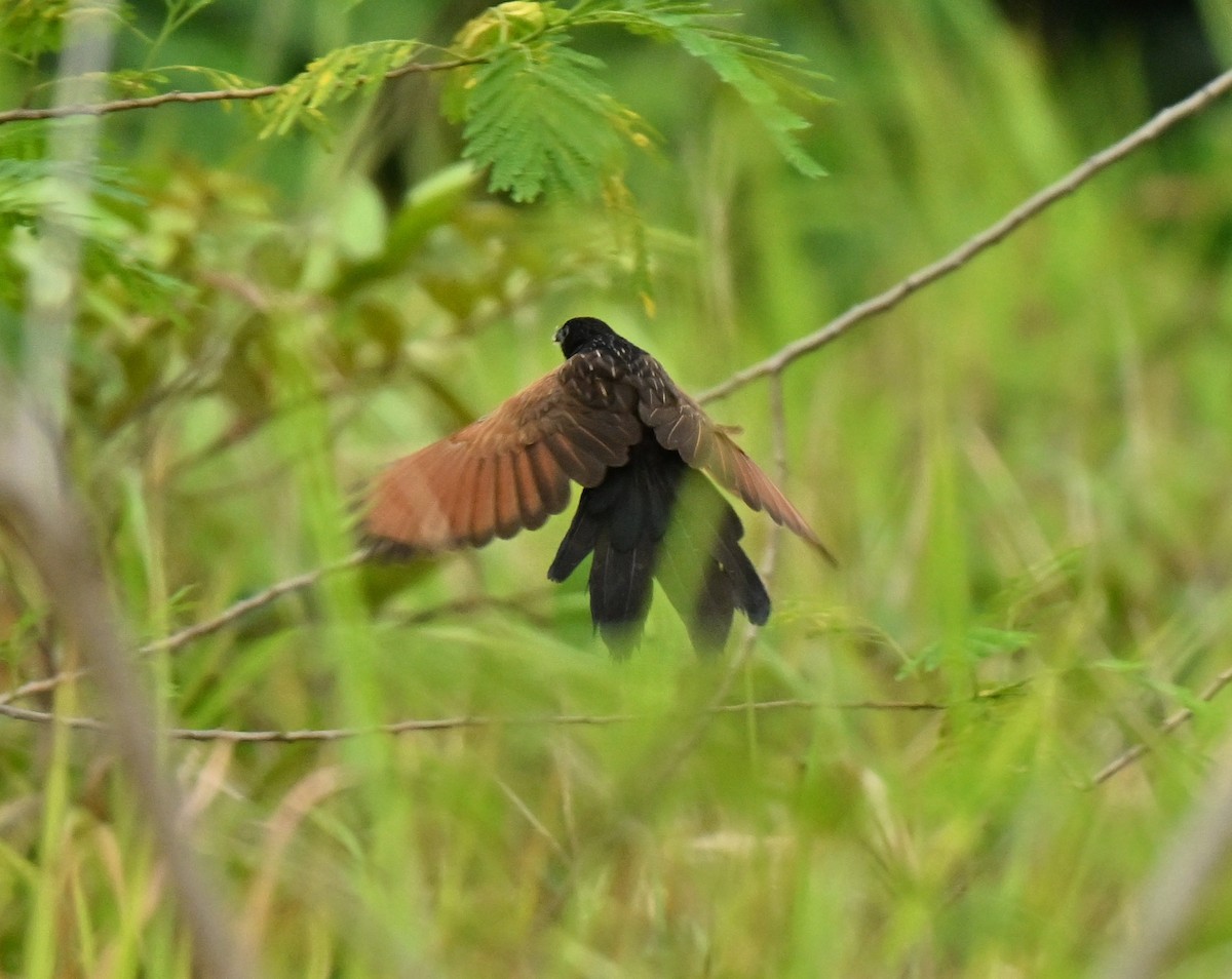 Lesser Coucal - ML646836790