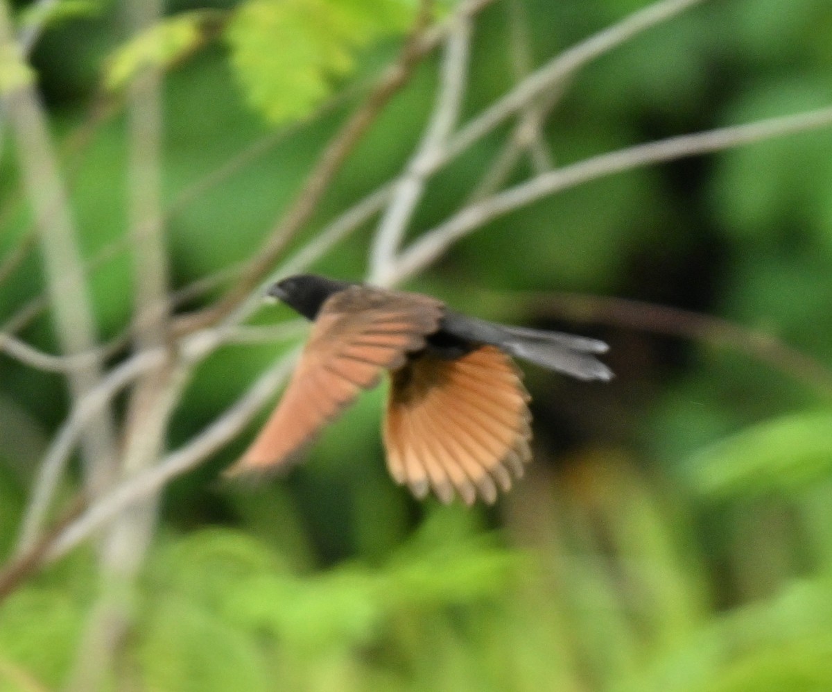 Lesser Coucal - ML646836791